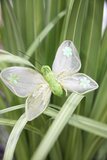 Motýľ zelený závesný dekoračný 12cm