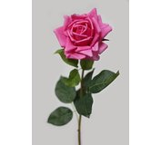 Ruža cyklámenová rozkvitnutá 74cm
