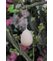 Vajíčko závesné ružové veľkonočné 6cm