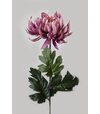 Chryzantéma ružovo-fialová na stonke 80cm