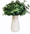 Eukalyptus zelený 4kv. 45cm
