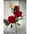 Ruža trojkvetá červená zamatová