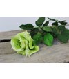 Ruža zelená rozvinutá 70cm