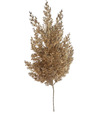 Tuja zlatá 64cm