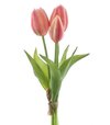 Tulipán Sally 3x ružový 25cm