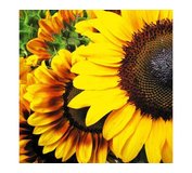 Fototapeta na podlahu Sunflowers 170x170