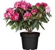 Rhododendron mix