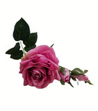 Ruža s pukmi tmavoružová umelá 42cm