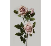 Ruža trojkvetá fialová na stonke 85cm