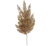 Tuja zlatá 64cm