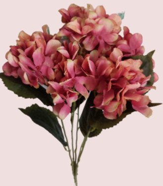 Hortenzia kytica 5kvetá ružová