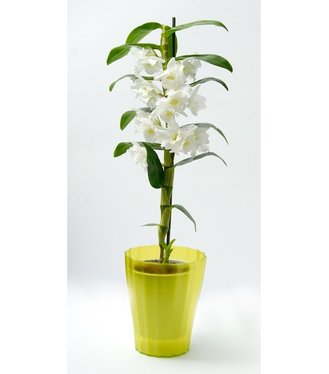 Ola Plastový kvetináč priesvitno zelenkavý, priemer 16cm