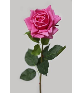 Ruža cyklámenová rozkvitnutá 74cm