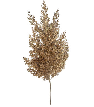 Tuja zlatá 64cm