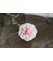 Marhuľový karafiát na stonke s listami, dĺžka 66cm, kvet 8,5x6cm